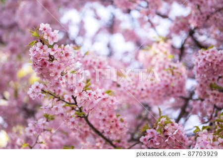 Kawazu cherry blossom spring material image [Kanagawa Prefecture] 87703929