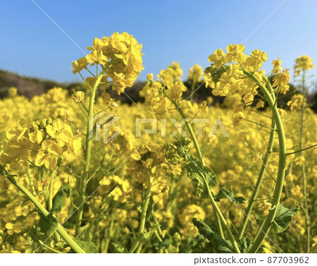 Irago Nanohana Garden Rape blossoms 87703962