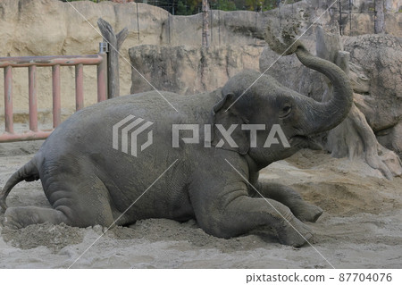 An elephant bathing in the sand on his stomach An elephant bathing in the sand on his stomach 87704076