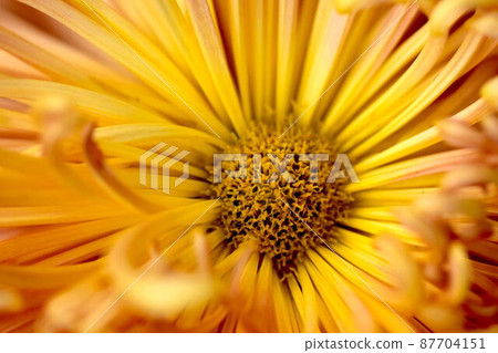 Chrysanthemum   87704151