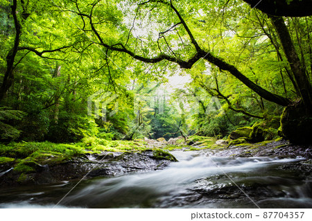 是菊池峽景區清晨的風景。新鮮的綠色森林與水流相匹配。請欣賞美景。熊本縣 87704357
