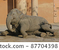 Lying down and taking a rest Elephant 87704398