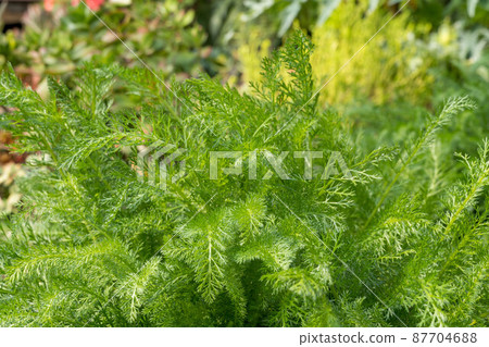Herb Yarrow 87704688