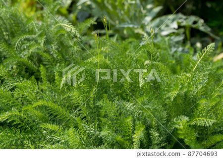 Herb Yarrow Herb Yarrow 87704693