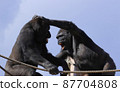 Gorilla fighting with two heads 87704808