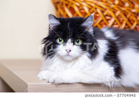 Beautiful Cat Persian breed on the background of the basket. Black and white color, green eyes. Metis. Close-up. Beautiful Cat Persian breed on the background of the basket. Black and white color, green eyes. Metis. Close-up. 87704948