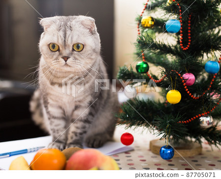 Cat sits under the Christmas tree with books and glasses Cat sits under the Christmas tree with books and glasses 87705071