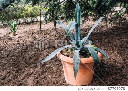 Big cactus in the pots. Cactus for decoration. Fluffy cactus with long needles. Big cactus in the pots. Cactus for decoration. Fluffy cactus with long needles. 87705078