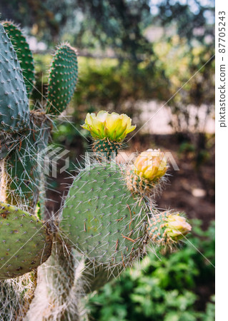 Big cactus in the pots. Cactus for decoration. Fluffy cactus with long needles. 87705243