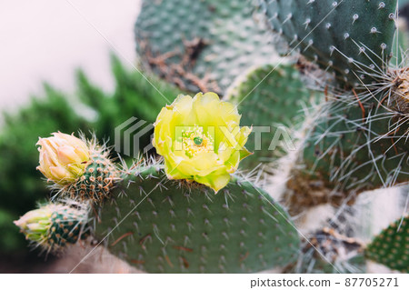Big cactus in the pots. Cactus for decoration. Fluffy cactus with long needles. Big cactus in the pots. Cactus for decoration. Fluffy cactus with long needles. 87705271