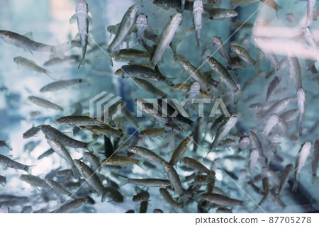 Lots of small garra rufa fish in a fish pilling aquarium or fish spa 87705278