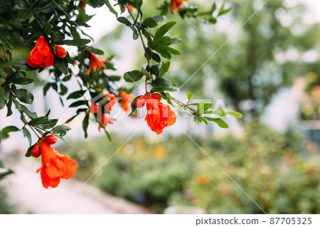 Pomegranate garnet fruit flower. Fresh garnet flower on foliage background 87705325