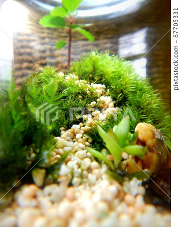 Moss terrarium Moss terrarium 87705331
