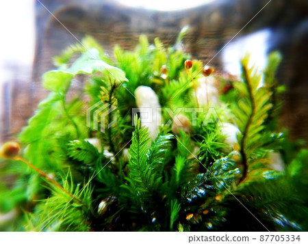 Moss terrarium 87705334