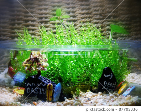 Moss terrarium 87705336