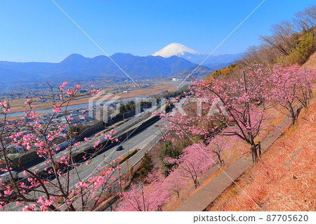 Matsudayama Herb Garden Sakura Matsudayama Herb Garden Sakura 87705620
