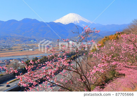 Matsudayama Herb Garden Sakura 87705666