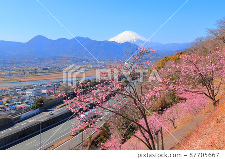 Matsudayama Herb Garden Sakura 87705667