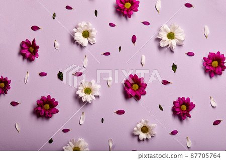 Pink gerbera flower on pink wall background. flat lay, close-up, top view 87705764