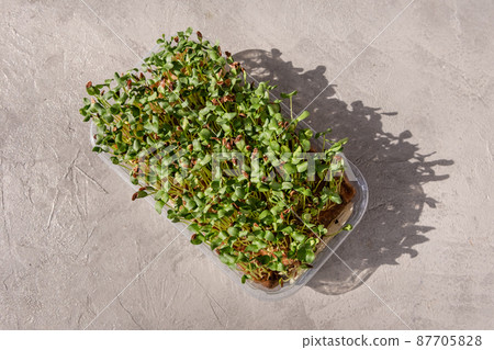 Vitamin dietary microgreen. Seed germination at home. 87705828