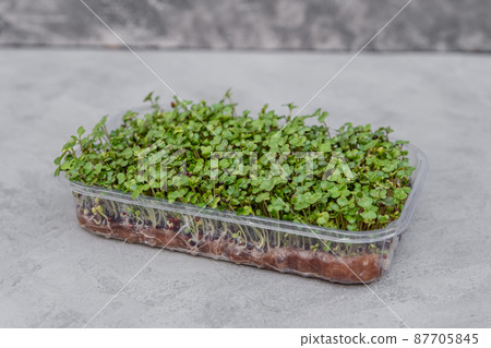 Eco farming. Healthy raw diet food concept. Micro green fresh sprouts. Eco farming. Healthy raw diet food concept. Micro green fresh sprouts. 87705845