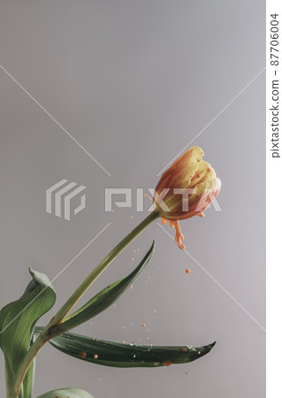 Spring flower of red-yellow tulip with paint jets, brightness Spring flower of red-yellow tulip with paint jets, brightness 87706004