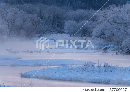 Red-crowned crane before dawn 87706037