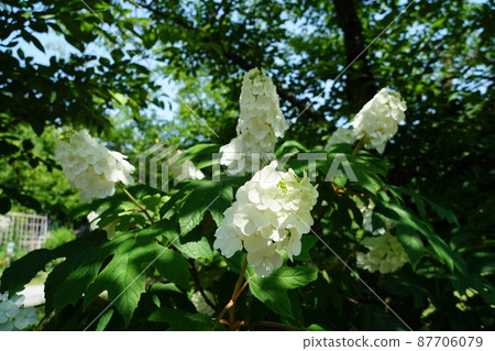在雨季期間的橡樹葉繡球花 在雨季期間的橡樹葉繡球花 87706079
