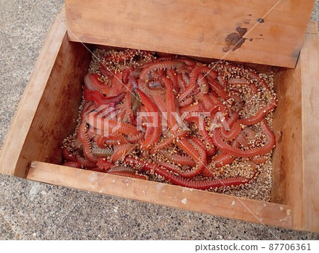 資深食品盒中的紅色 eunicida（紅色蠕蟲） 87706361