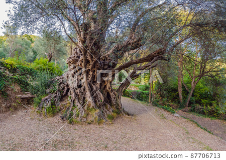 2000 years old olive tree: Stara Maslina in Budva, Montenegro. It is thought to be the oldest tree in Europe and is a tourist attraction. In the background the montenegrin mountains. Europe 87706713