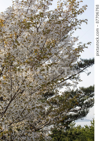 Cherry tree in full bloom  87706768