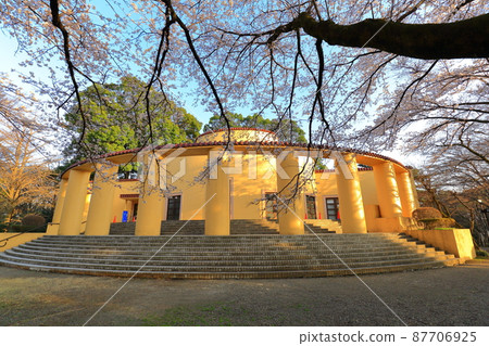 Former Tama Seiseki Memorial Hall Cherry Blossoms 87706925