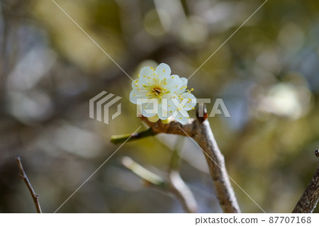 整齊的白梅花開花 87707168