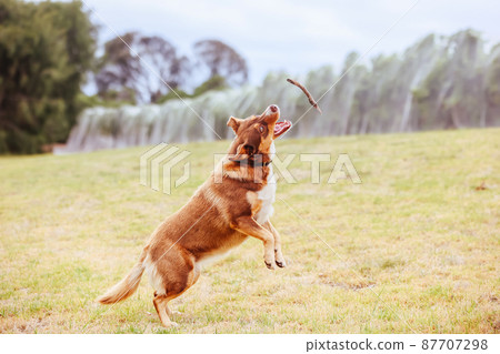 Australian Kelpie Dog in Australia Australian Kelpie Dog in Australia 87707298