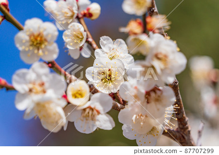 梅花白梅 梅花白梅 87707299
