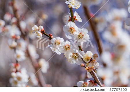 梅花白梅 梅花白梅 87707300