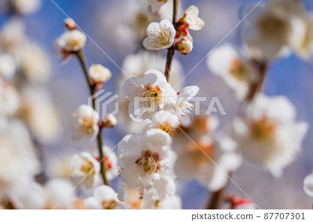 梅花白梅 梅花白梅 87707301