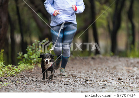Dog and its owner taking part in a popular canicross race. Canicross dog mushing race 87707434