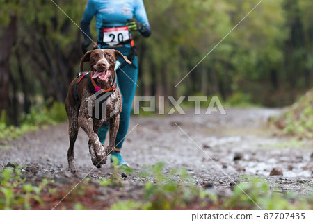Dog and its owner taking part in a popular canicross race. Canicross dog mushing race 87707435