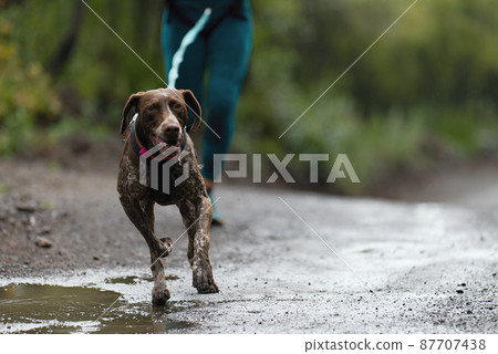 Dog and its owner taking part in a popular canicross race. Canicross dog mushing race Dog and its owner taking part in a popular canicross race. Canicross dog mushing race 87707438