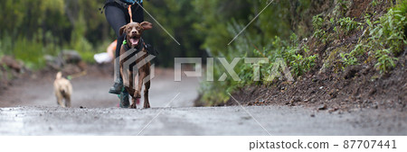 Dog and its owner taking part in a popular canicross race. Canicross dog mushing race 87707441