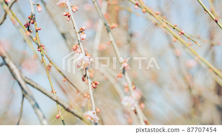 粉紅色的荒涼梅花 粉紅色的荒涼梅花 87707454