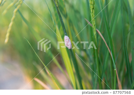 Channeled applesnail egg on rice green plant. Channeled applesnail egg on rice green plant. 87707568