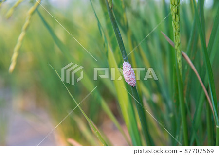 Channeled applesnail egg on rice green plant. 87707569