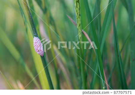 Channeled applesnail egg on rice green plant. Channeled applesnail egg on rice green plant. 87707571