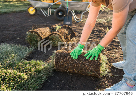Close up woman laying sod for new garden lawn - turf laying concept 87707946