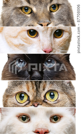 Collage with cat's close-up muzzle, eyes looking attentively isolated over white studio background 87708006