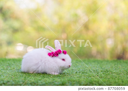 Adorable and cute new born rabbit. baby cute rabbit or new born adorable bunny. Easter Bunny. Adorable and cute new born rabbit. baby cute rabbit or new born adorable bunny. Easter Bunny. 87708059