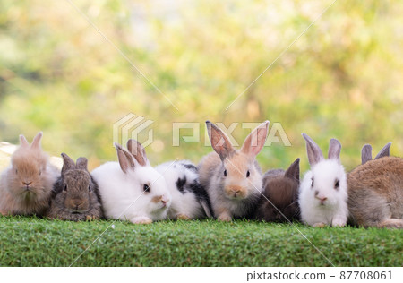 Adorable and cute new born rabbit. baby cute rabbit or new born adorable bunny. Easter Bunny. 87708061