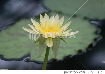 A fiery golden color in a pure pastel color A fiery golden color in a pure pastel color 87708314